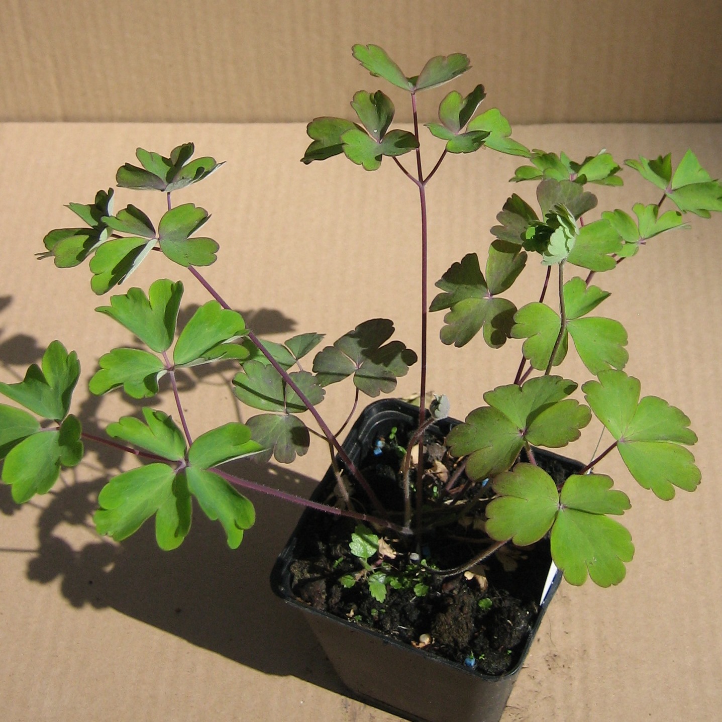 Akelei Black Barlow - Aquilegia vulgaris