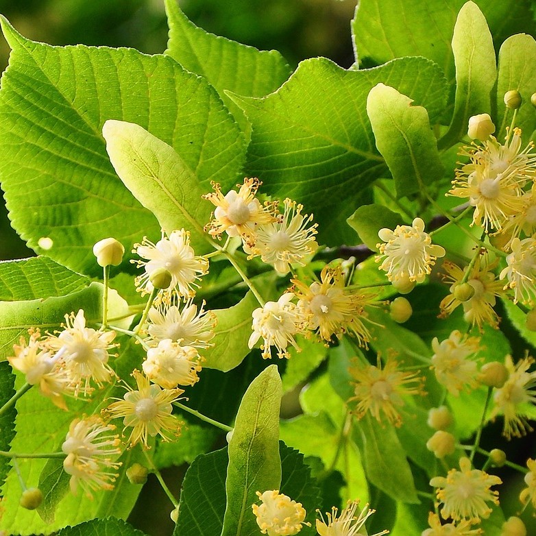 Winterlinde Linde -  Tilia cordata