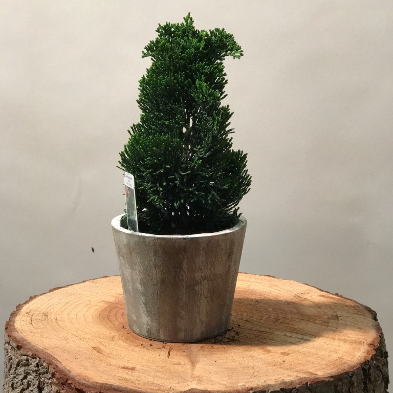 Zwerg Muschelzypresse - Chamaecyparis obtusa Nana Gracilis 20-30 cm im mittleren Topf