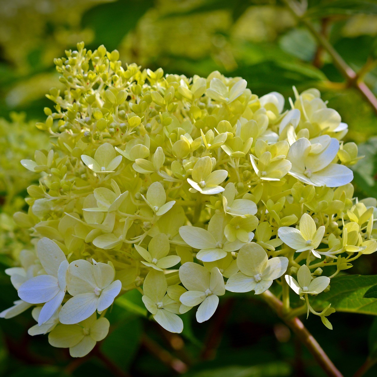 Rispenhortensie Little Lime®