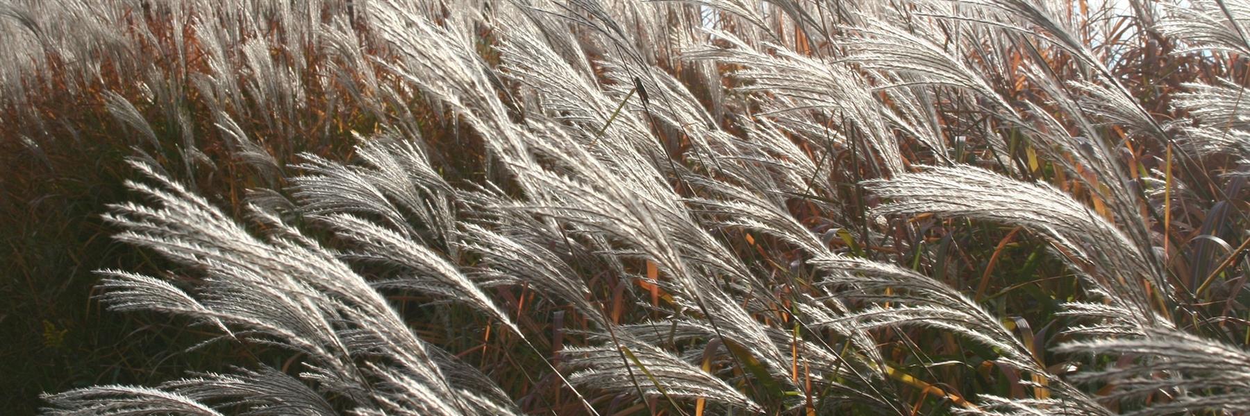 Gras Gräser