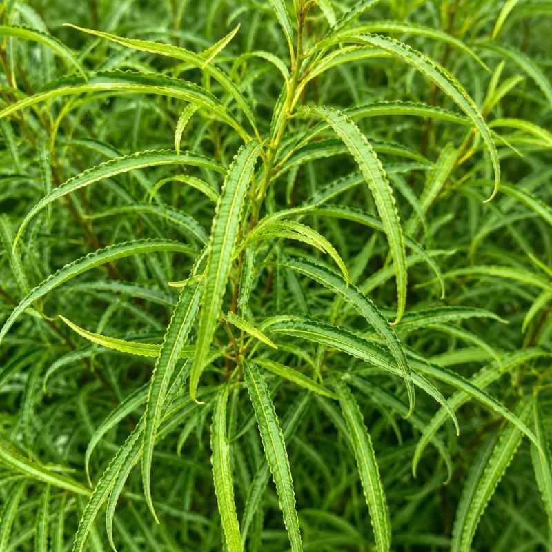 Farnblättriges Pulverholz Fine Line® - Rhamnus frangula