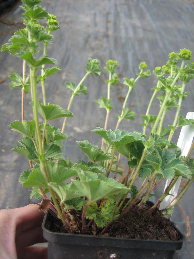 Kleiner Frauenmantel - Alchemilla erythropoda