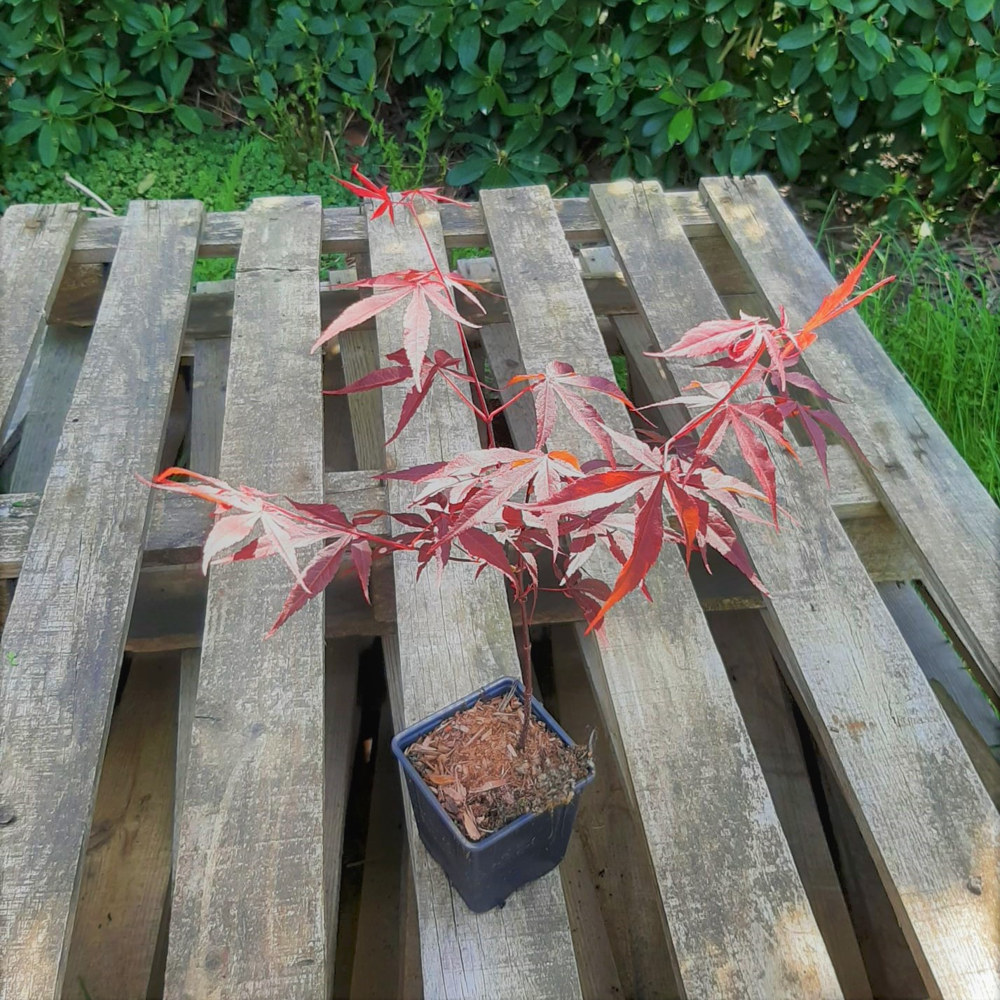 Roter Fächerahorn - Acer palmatum Atropurpureum 30-40 cm 1 Liter -P12-