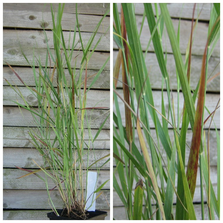 Braunrote Rutenhirse  Hänse Herms - Panicum virgatum