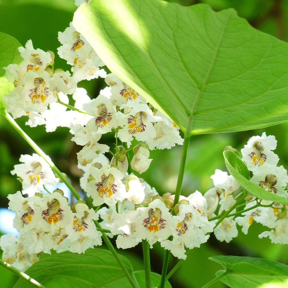 Trompetenbaum - Catalpa bignonioides 5 Liter Topfballen
