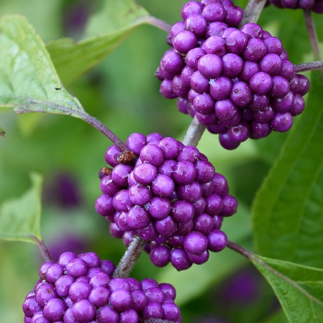 Liebesperlenstrauch Profusion - Callicarpa bodinieri