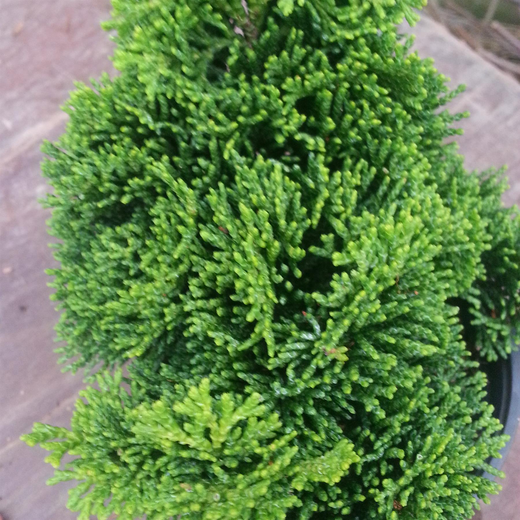 Zwerg Muschelzypresse - Chamaecyparis obtusa Nana Gracilis 20-30 cm im mittleren Topf