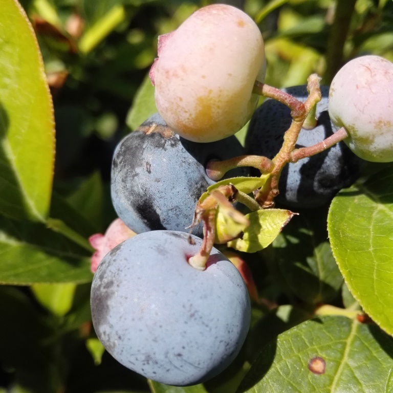 Heidelbeere 'Chandler' mit blauen saftigen Früchten, selbstfruchtbar, für den Frischverzehr geeignet.