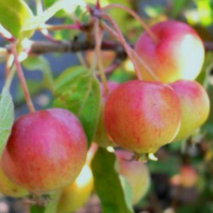 Evereste® Zierapfel