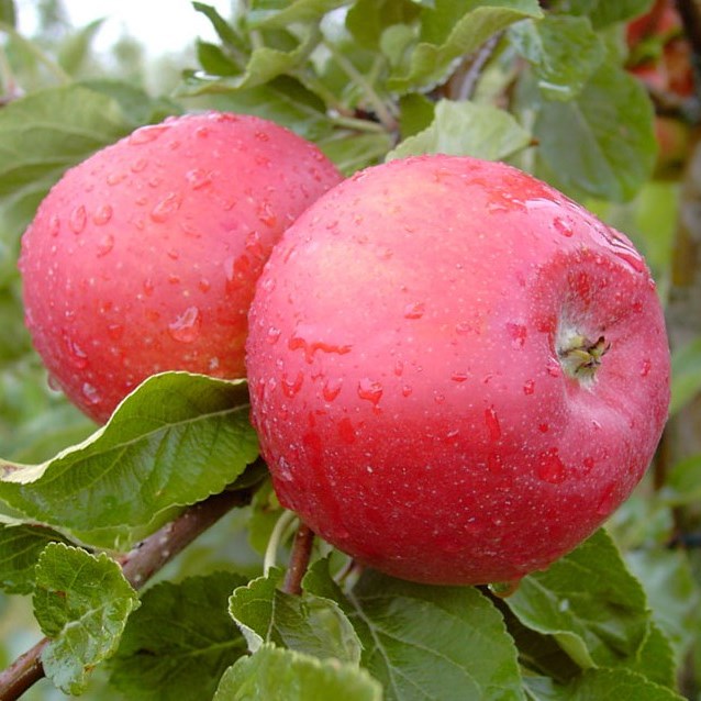 Santana (S) Allergikerapfel Buschbaum wurzelnackt M7