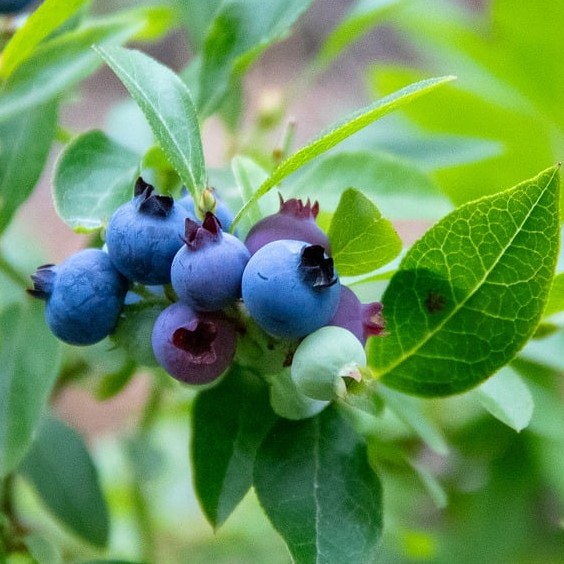 Heidelbeere Bluegold - Vaccinium corymbosum