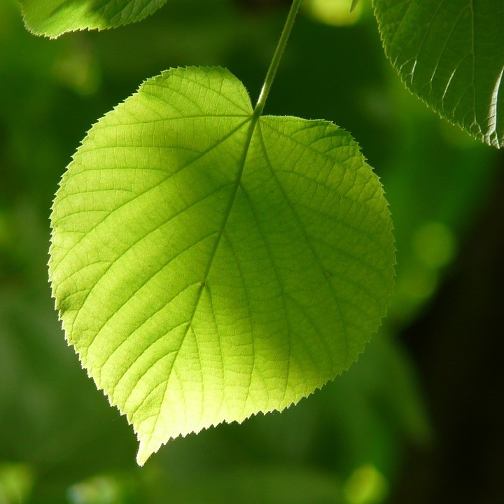 Winterlinde Linde -  Tilia cordata
