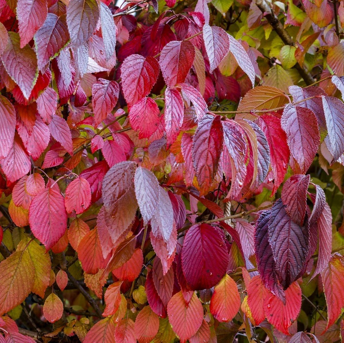 Sibirischer Hartriegel Cornus alba Sibirica - Rotholz-Hartriegel