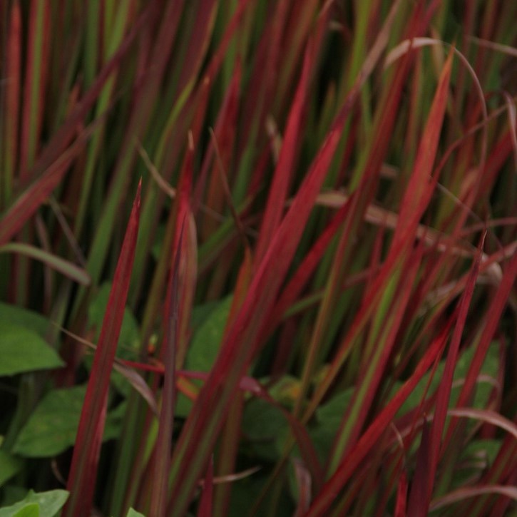Japanisches Blutgras Red Baron - Imperata cylindrica
