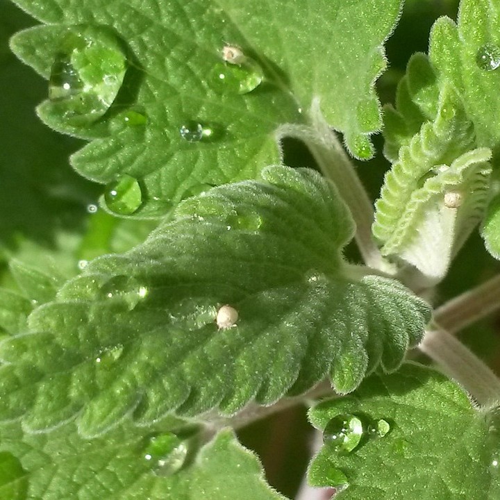 Spanische Katzenminze - Nepeta tuberosa