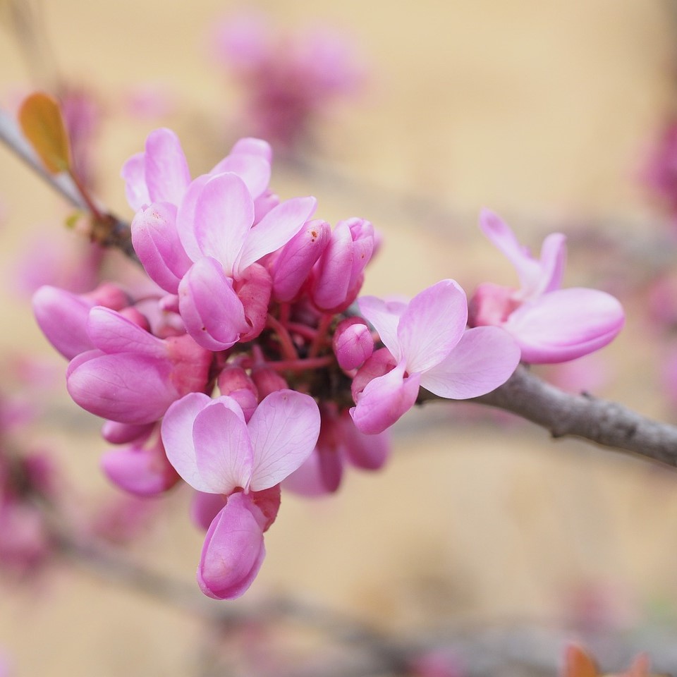 Judasbaum - Cercis siliquastrum 40-60 cm 3 Liter Topfballen
