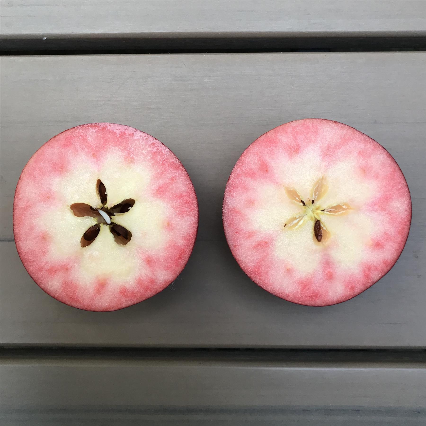 ELMirA (R) Pink Halbstamm