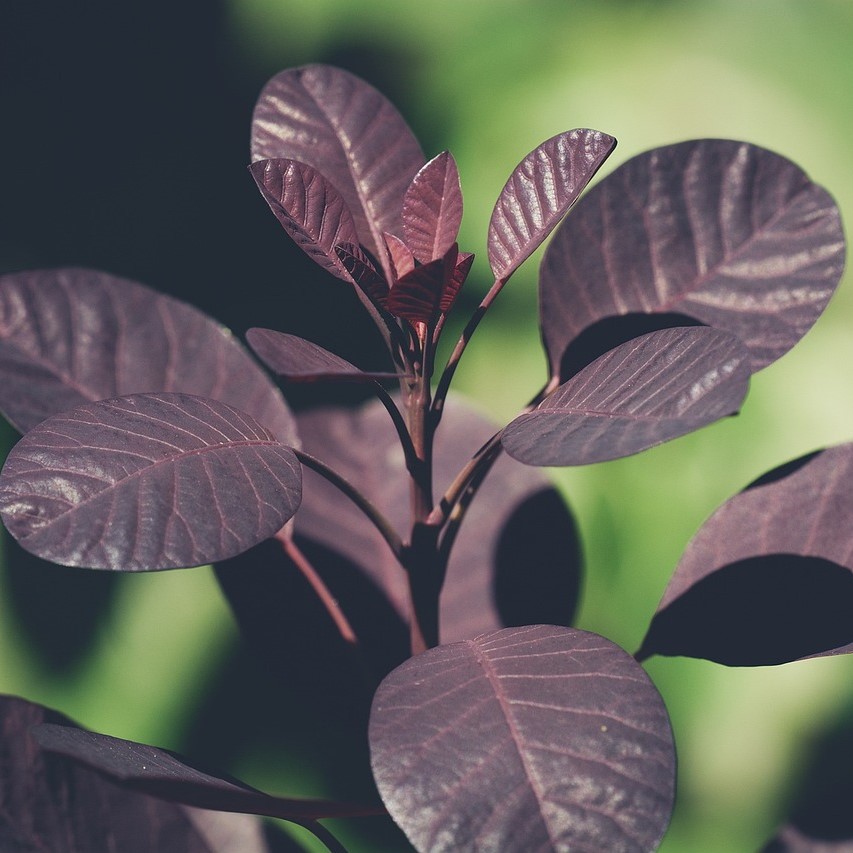 Roter Perückenstrauch - Cotinus coggygria Royal Purple