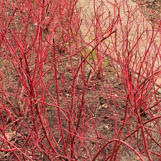 Sibirischer Hartriegel Cornus alba Sibirica - Rotholz-Hartriegel