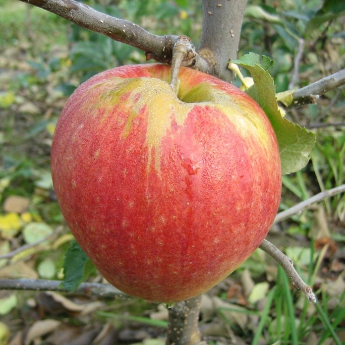 Familienbaum Duo Apfel Halbstamm - Gala - Elstar - Cox Orange - Jonagold Gala - Cox Orange