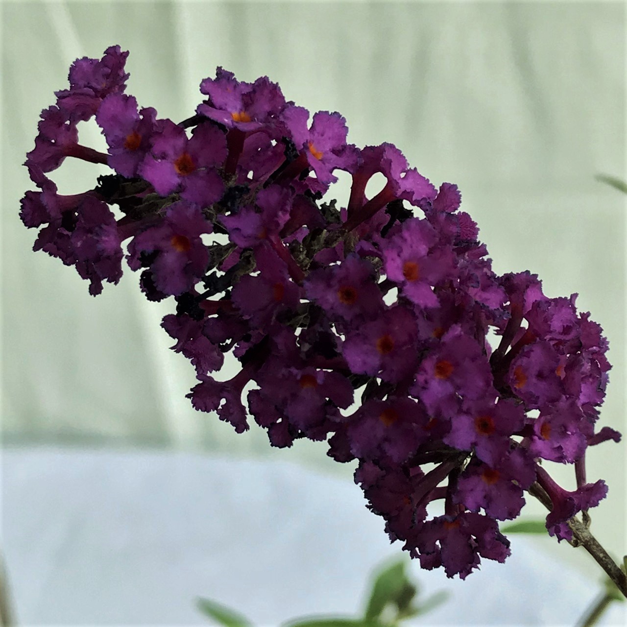 Sommerflieder Black Knight - Buddleja davidii