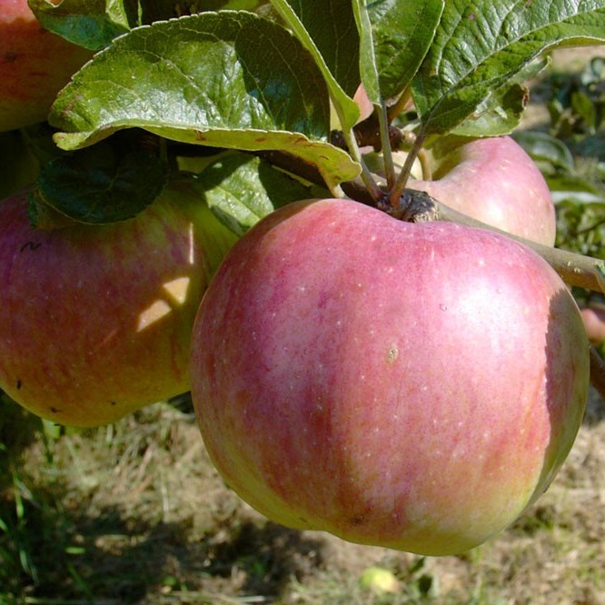 Ontarioapfel Winterapfel Buschbaum Topfballen M7