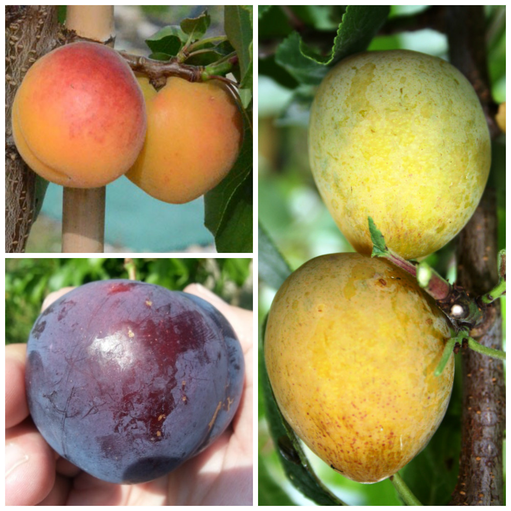 Familienbaum Duo Multi Fruit Tree: Pfirsich - Blaue Pflaume - Rote Pflaume auf einem Baum Pfirsich Rekord - Blaue Pflaume The Czar