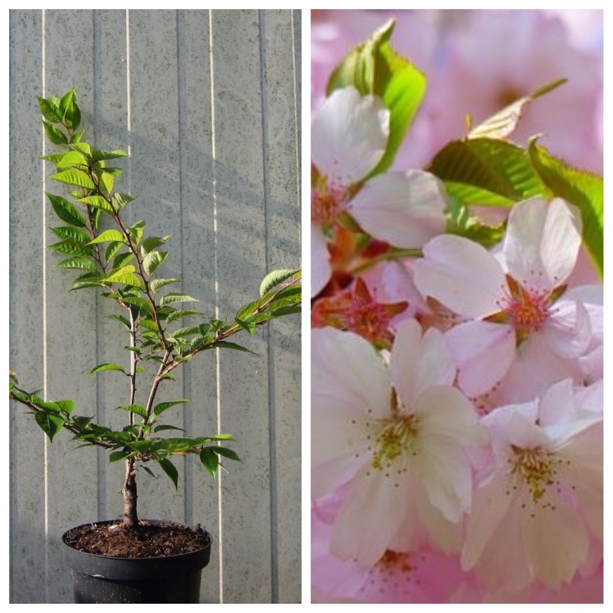 Rosablühende Winterkirsche Prunus subhirtella Autumnnalis  zartrosa Blüte 60-100 cm im 5 Liter Topf