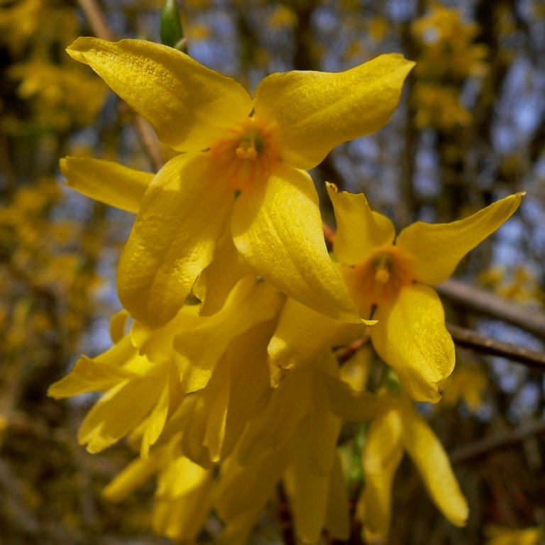 Goldglöckchenstrauch Spectabilis - Forsythie