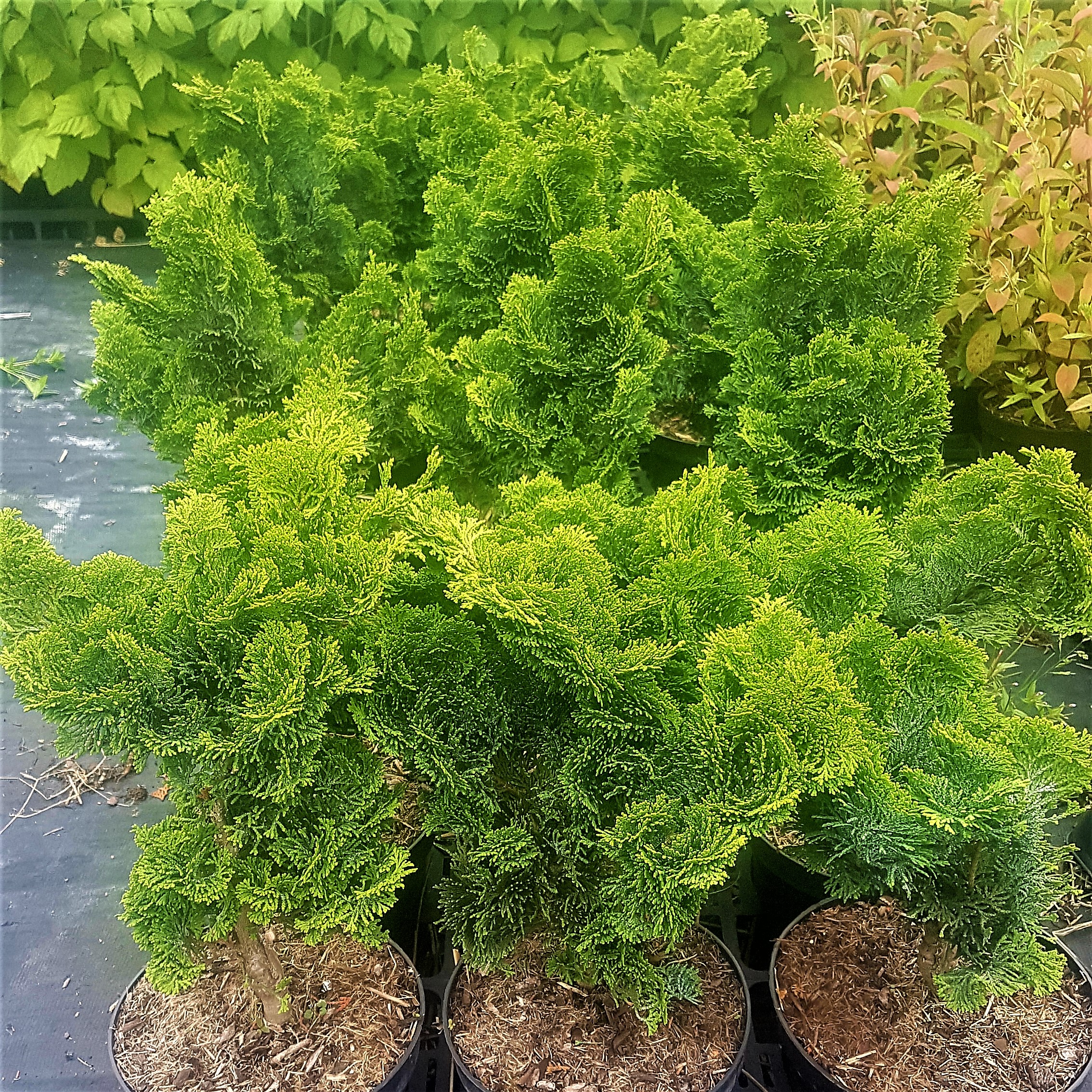 Zwerg Muschelzypresse - Chamaecyparis obtusa Nana Gracilis 20-30 cm im mittleren Topf