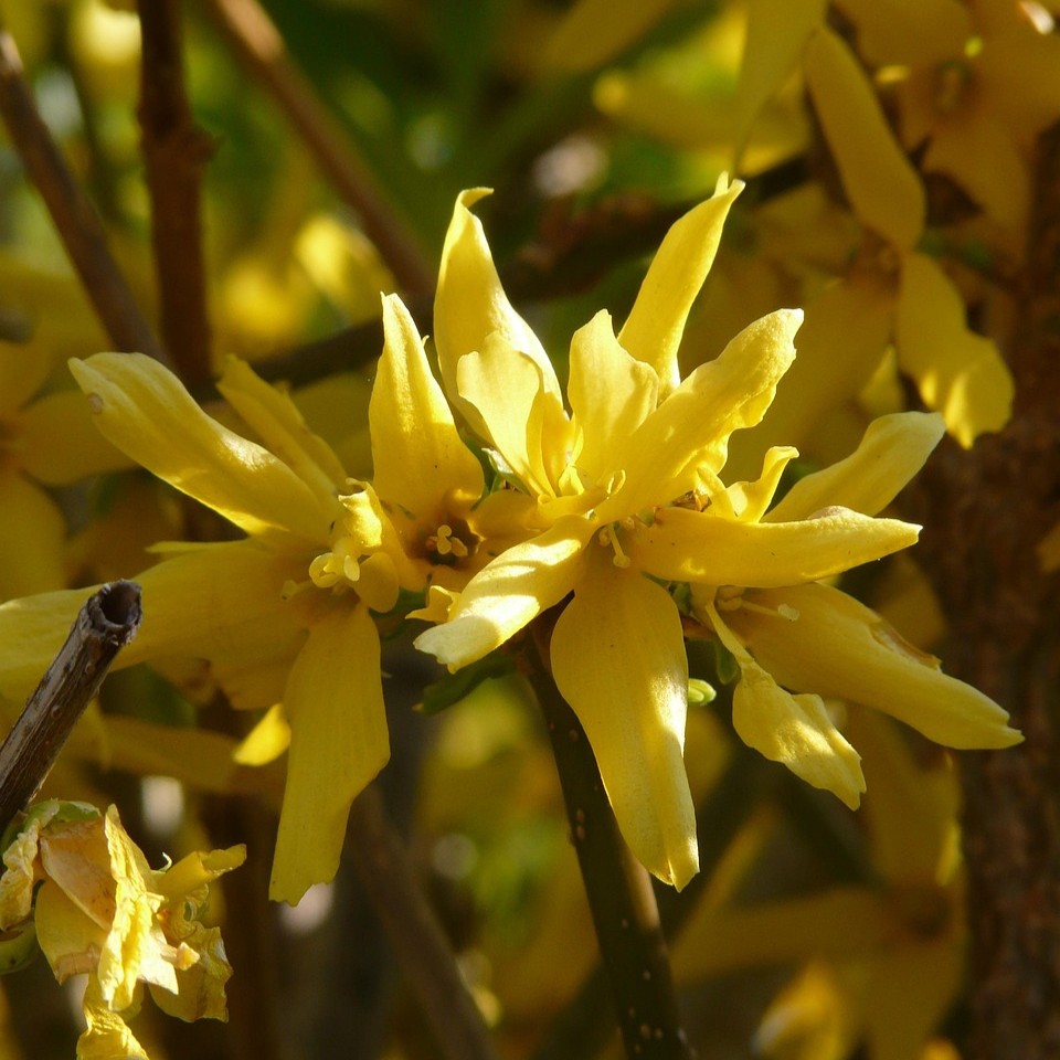 Goldglöckchen - Forsythia Beatrix Farrand 5 Liter Topfballen