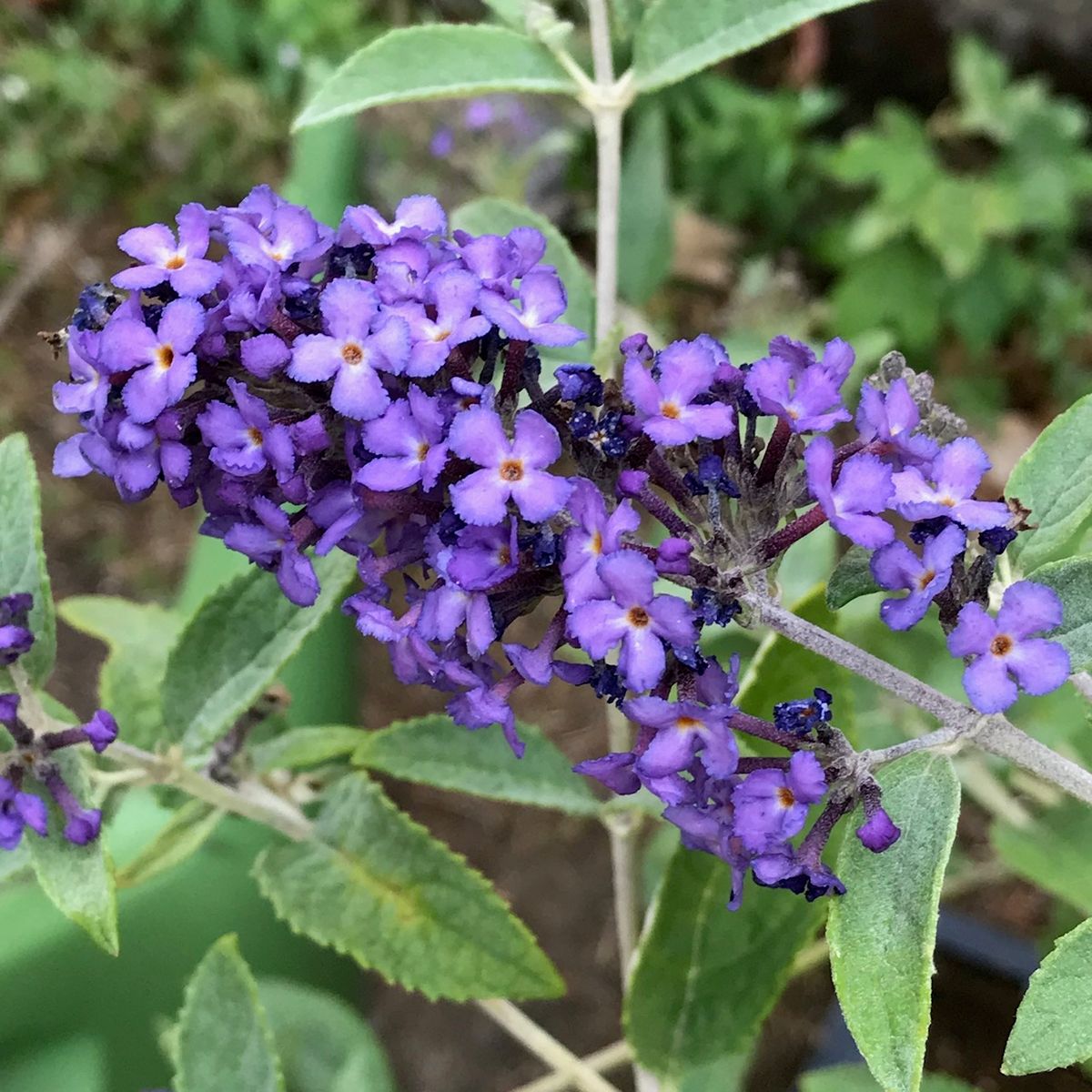 Zwerg Sommerflieder Buddleja davidii Blue Heaven ® blau lila blühend, ca. 30-60 cm im 3 Liter Topf
