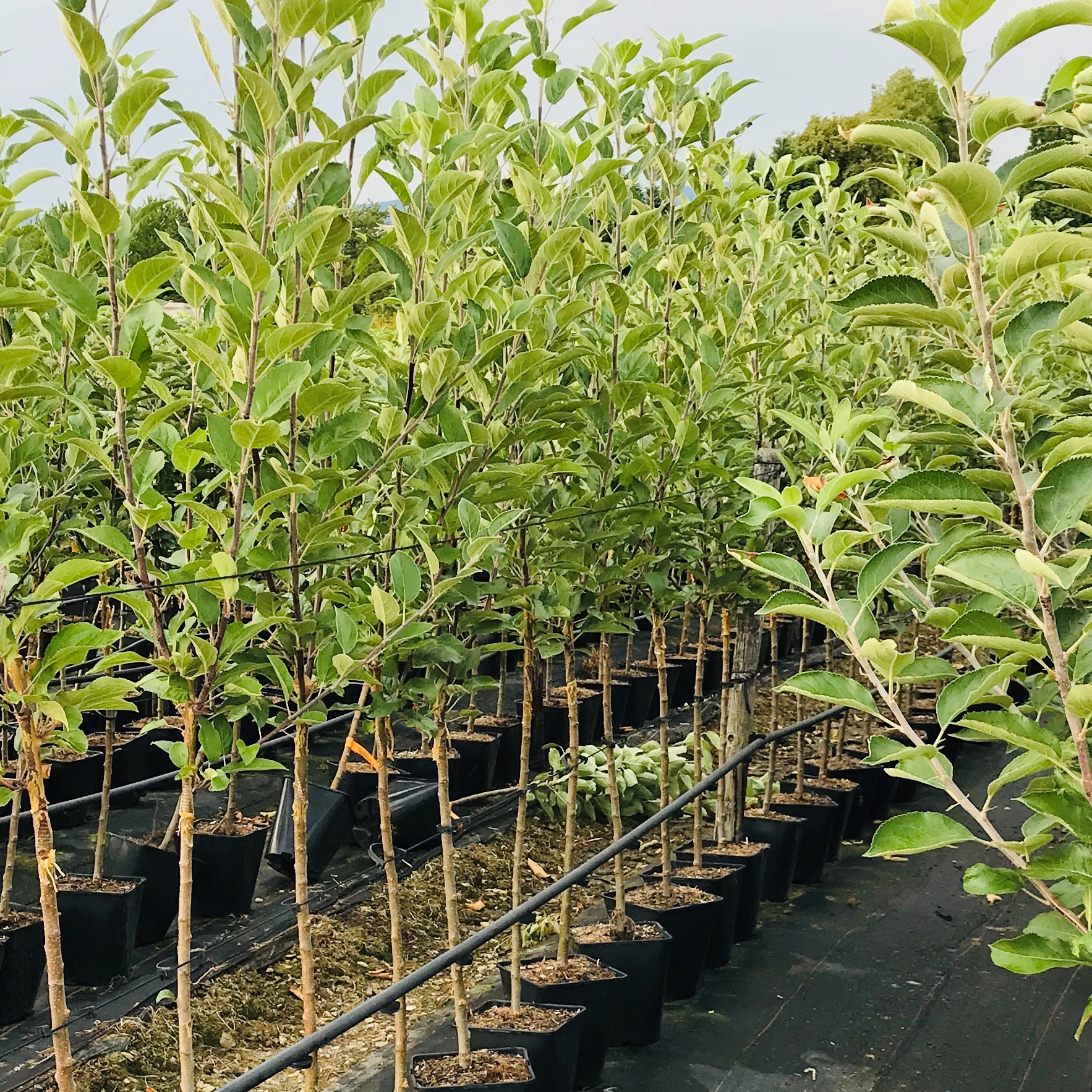 Elstar aromatischer Winterapfel Buschbaum 5 L Topfballen M7 einjg.