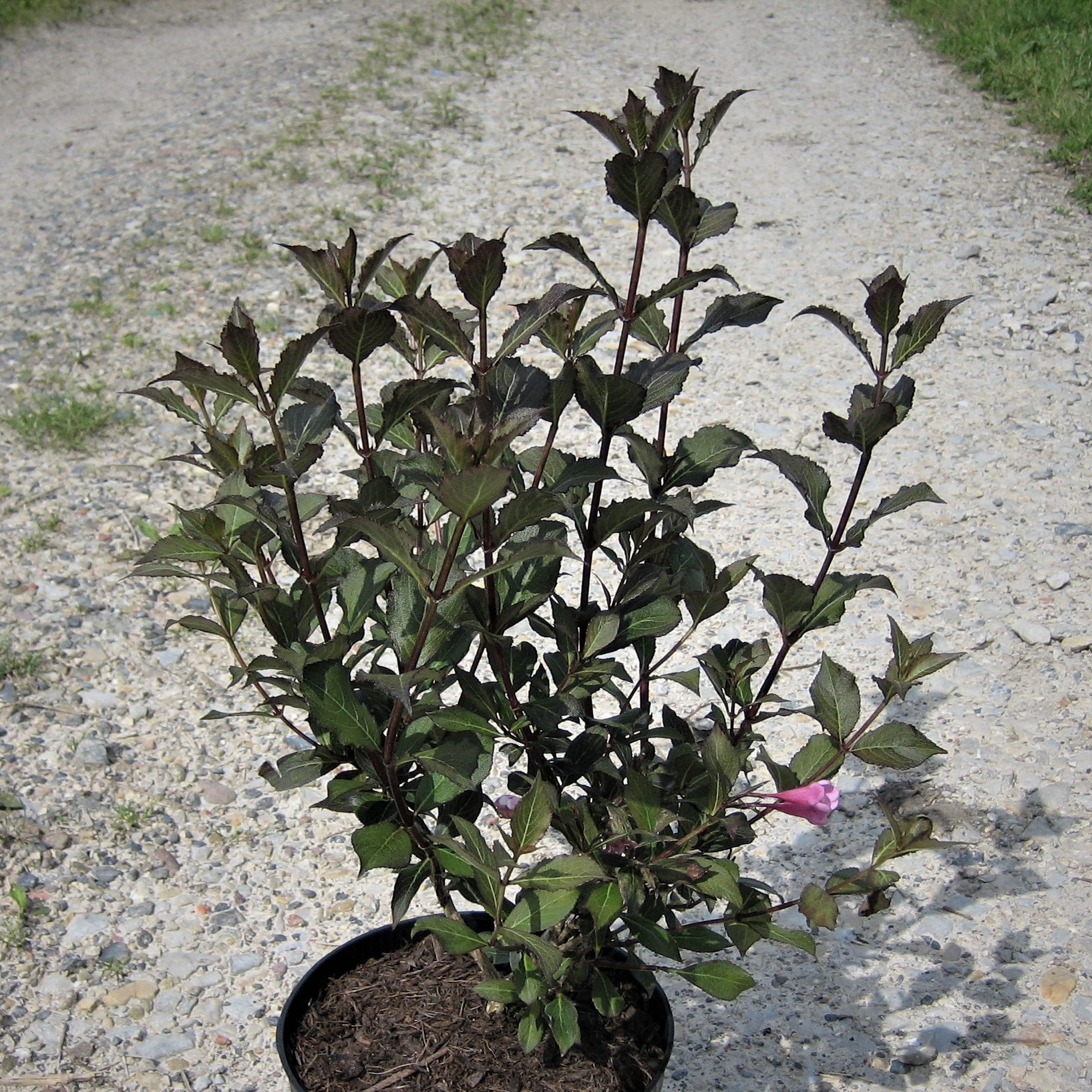 Weigelie Alexandra (S) - Purpurbraunrote Weigelie
