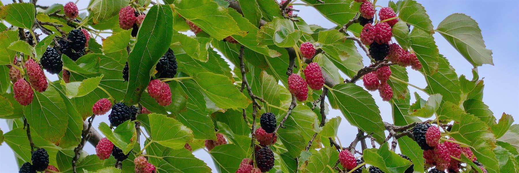 Maulbeeren sind sommergrüne Sträucher oder Bäume, die eine große Wuchsspanne zwischen 5 und 12 Metern erreichen können.