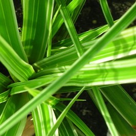 Japansegge gelb gestreifte Grashalme Carex morrowii Variegata Staude im Topf