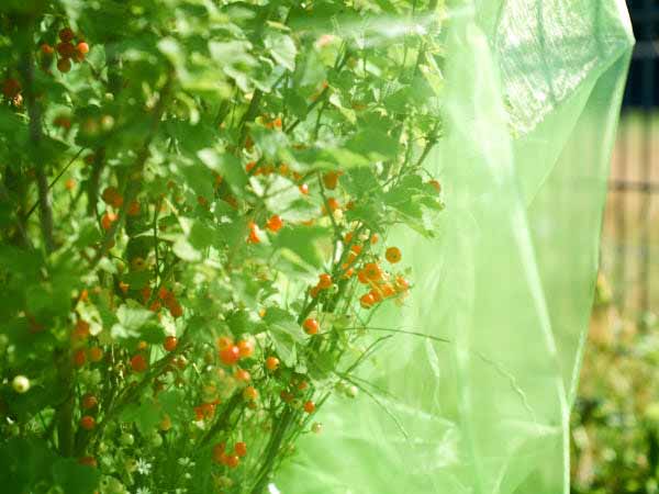 Frucht Schutzbeutel Frucht Schutz gegen Fraß von Insekten und Vögeln 150 x 150 cm Innenmaß