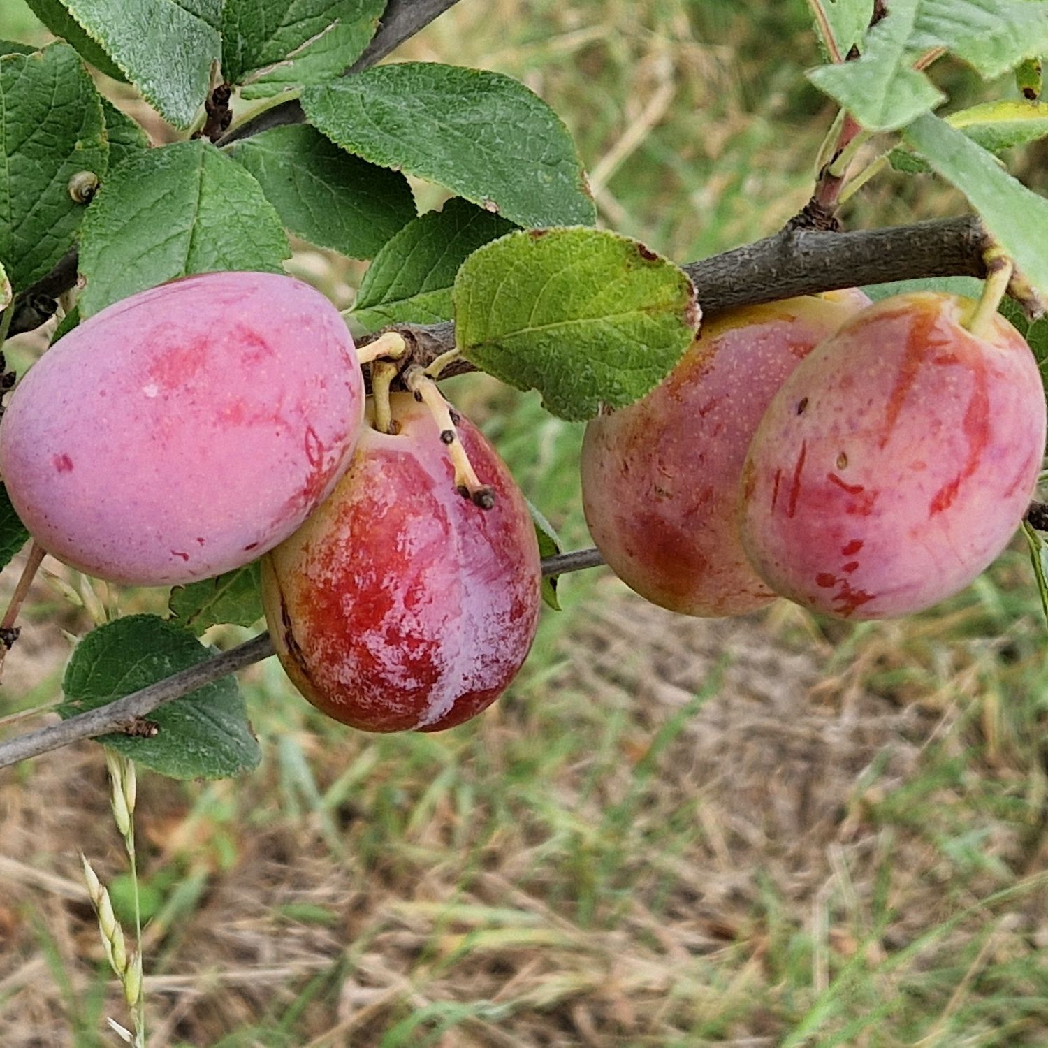 Aprikosen-Kirsche Aprikyra® - Prunus x Armeniaca