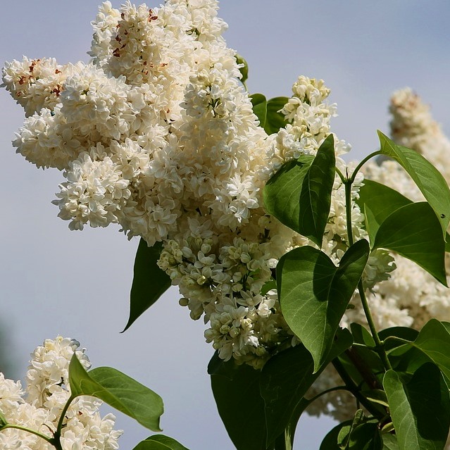 Flieder - Mme Lemoine