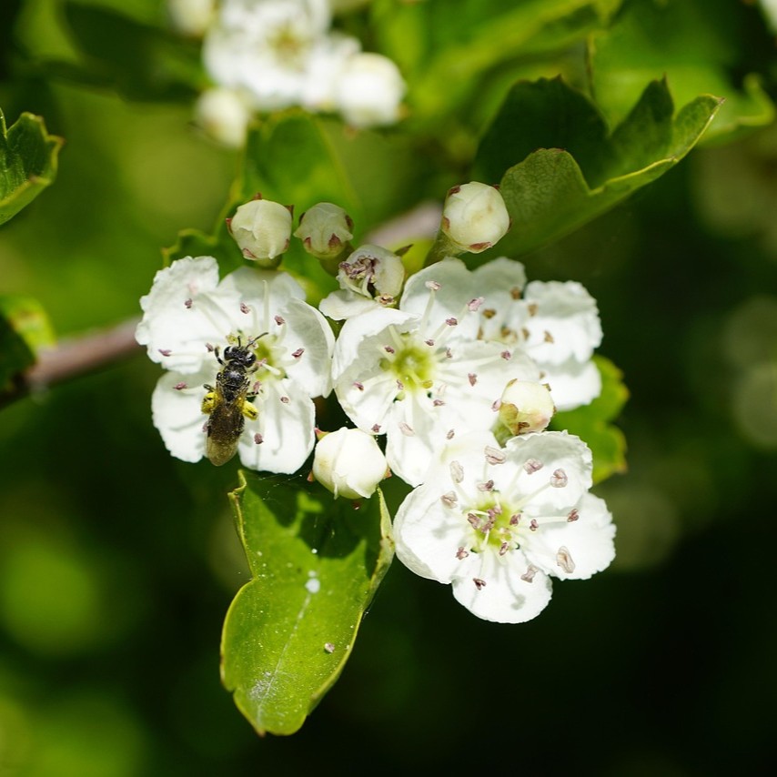Eingriffeliger Weißdorn Hagedorn - Crataegus monogyna 3 Liter Topfballen