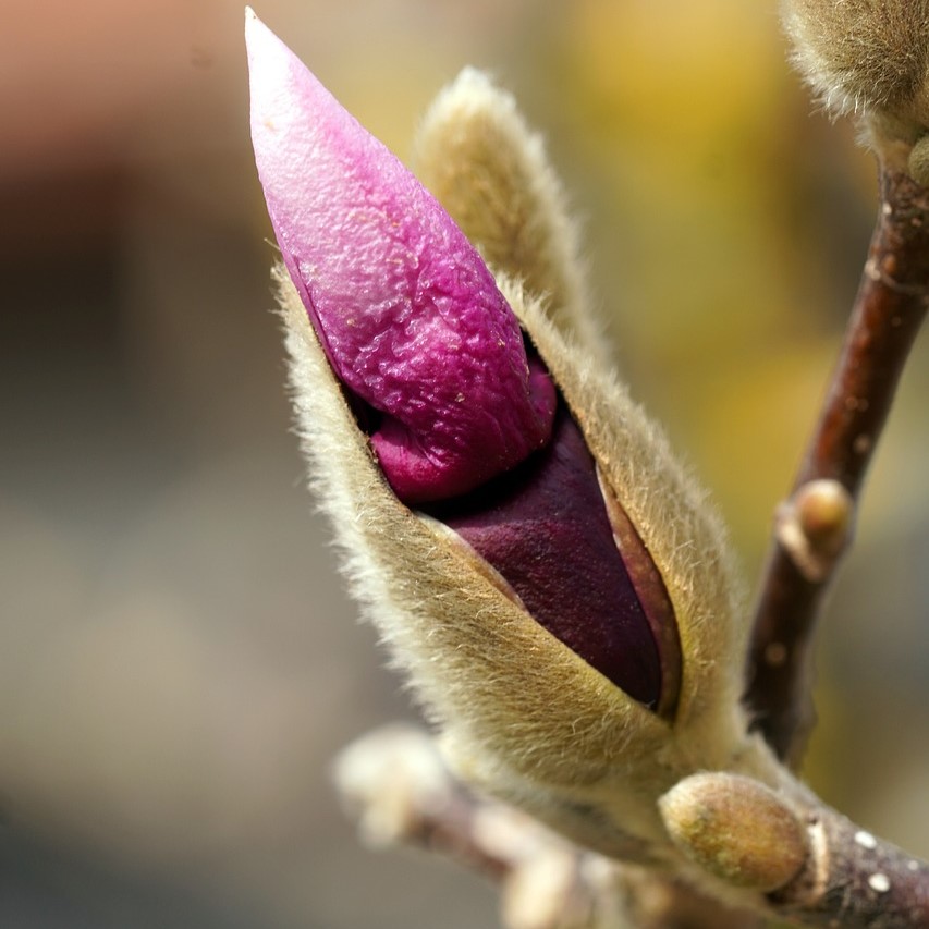 Purpur-Magnolie Susan - Magnolia liliiflora 5 Liter Topfballen 60-80 cm