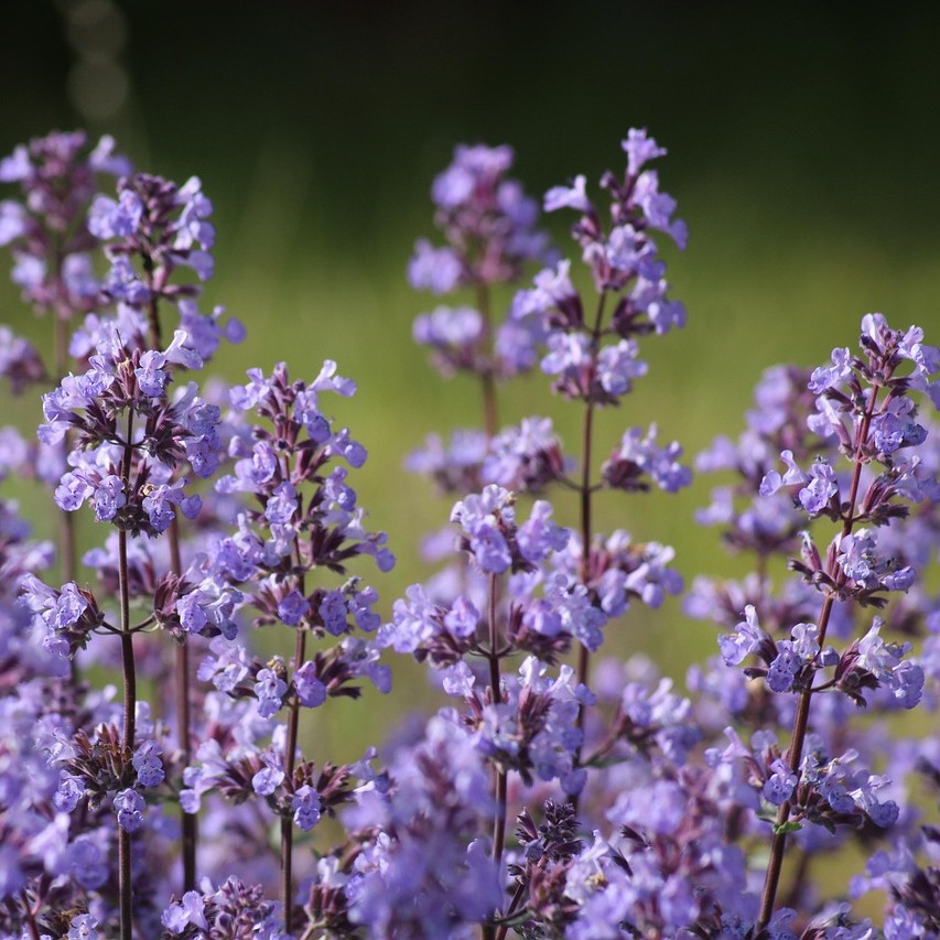 Spanische Katzenminze - Nepeta tuberosa