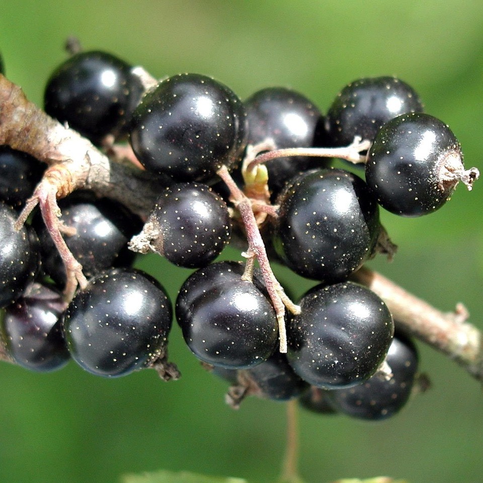 Cassissima® Black Marble® -  schwarze Johannisbeere große Beeren Busch