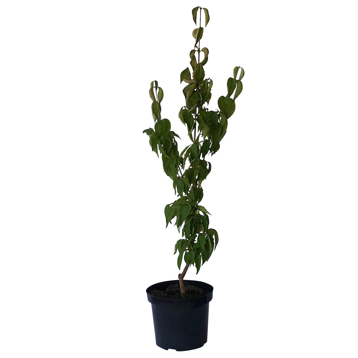 Kornelkirsche Gelber Hartriegel - Cornus mas  5 Liter Topfballen