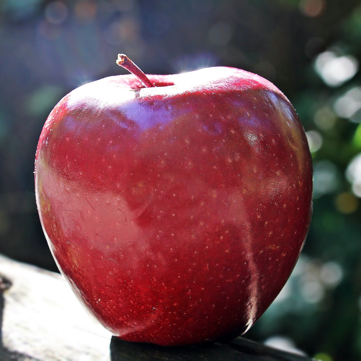 Red Delicious - Winterapfel Zwergbaum Topfballen M26 einjg.