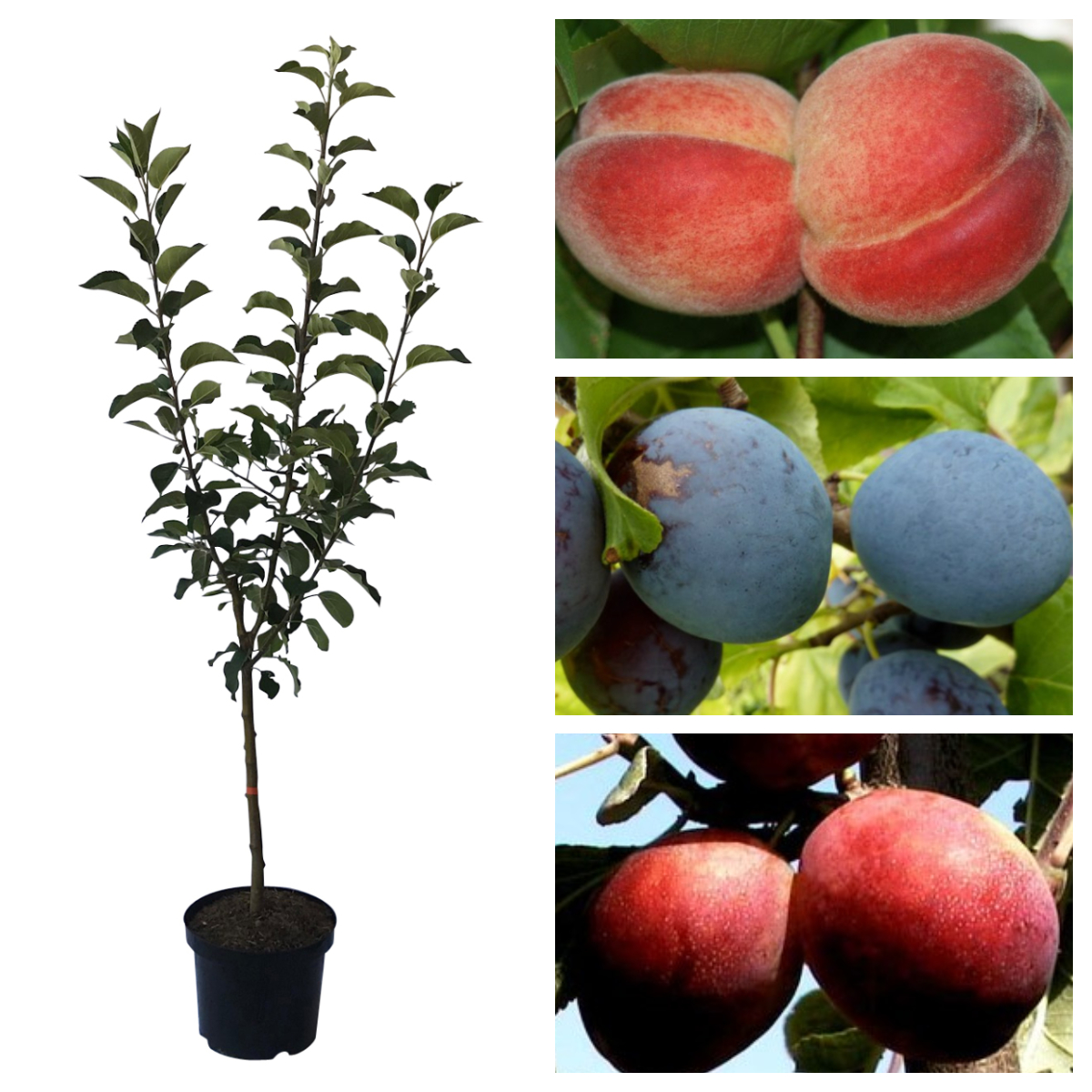 Familienbaum Duo Multi Fruit Tree: Pfirsich - Blaue Pflaume - Rote Pflaume auf einem Baum Pfirsich Rekord - Blaue Pflaume The Czar