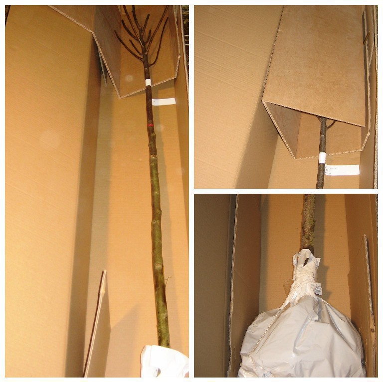 Süßkirsche Stella selbstfruchtbar robust Hochstamm ca. 180 cm Stammhöhe wurzelnackt F12/1