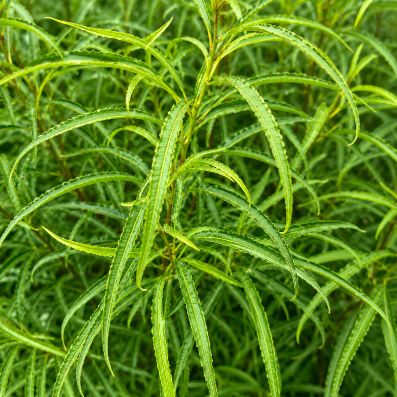 Farnblättriges Pulverholz Fine Line® - Rhamnus frangula