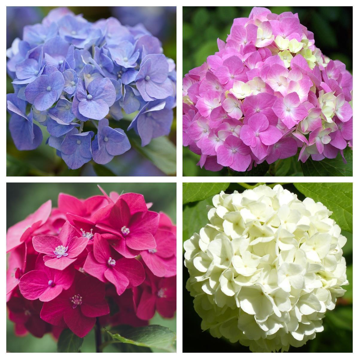Bauernhortensie Gartenhortensie - Hydrangea macrophylla